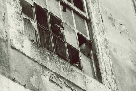 Some pigeons in a broken window of a factory