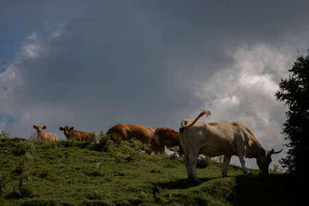 Some cows grazing in a field in the mountain under a blue skyの写真素材
