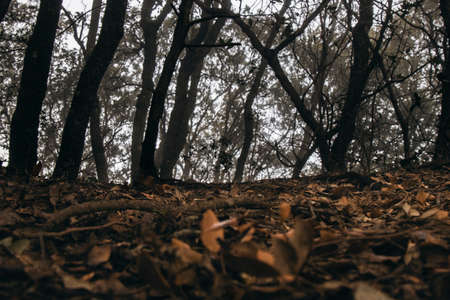 Foggy dark forest with trees and leaves on the floorの写真素材