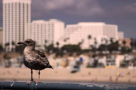 Portrait of a bird in the coast in front of the skyline of Santa Monica in Los Angelesの写真素材