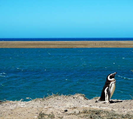 A penguin in front of the ocean in a sandy beach in Peninsula Valdes in Argentinaの写真素材