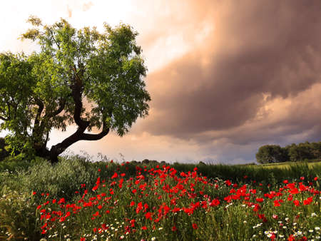 Landscape showing a tree and a field full of poppy flowers under a stormy skyin springの写真素材