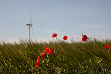 landscape showing a blue clear sky and a wind turbine in the background ans some grass and red flowers poppies in the foregroundの写真素材