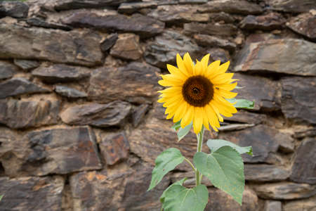 Lonely sunflower in front of a stone wall in a townの写真素材