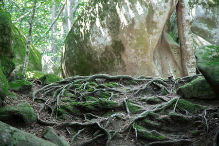 Roots in the foreground and a thick tree in a forest