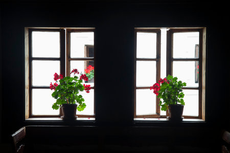 Some flowers in pots in front of a windowの写真素材