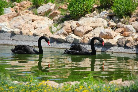 A pair of black swans is swimming in pondの写真素材
