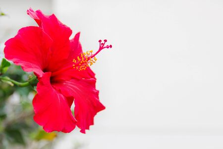 Blooming Chinese hibiscus rose on light backgroundの写真素材
