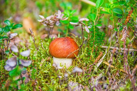 Little mushroom - red-headed, boletus on the moss in the forest