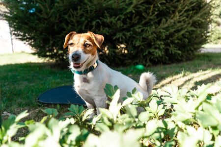 Jack Russell Terrier on thre green grass in park near Moscowの写真素材