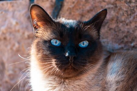 Siamese cat with blue eyes lies on road and looks for other near country house near Moscowの写真素材