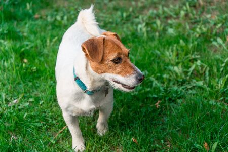 Jack Russell Terrier on green grass in country house near Moscowの写真素材