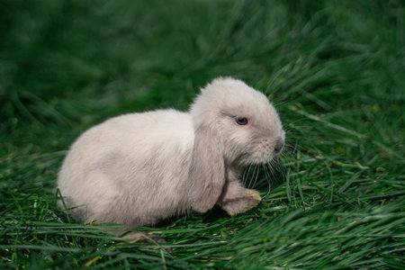 Mini rabbits of the Dutch ram breed of gray color sit on the green grass on a sunny day before...