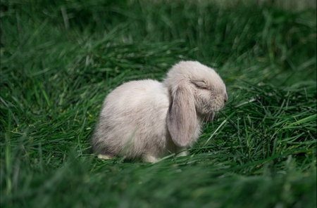 Mini rabbits of the Dutch ram breed of gray color sit and sleep on the green grass on a sunny day before Easterの写真素材