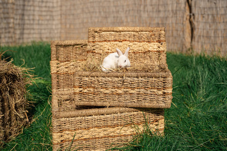 Dwarf Rex rabbit sits on a wicker basket on a sunny day before Easter, mini Rex with velvet velvet furの写真素材