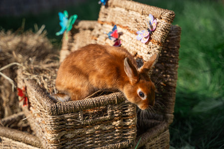 Dwarf colored rabbit with a color like a squirrel palm-sized sits on a wicker basket on a sunny day...