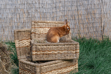 Dwarf colored rabbit with a color like a squirrel palm-sized sits and holding something in its paws or washing itself on a wicker basket on a sunny day before Easterの写真素材
