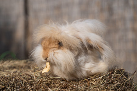 Medium sized Angora yellow fawn rabbit sitting on a haystack on a sunny day before Easter, ears with tassels, and eats somethingの写真素材