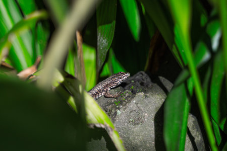 A lizard sits on a stone on a sunny day and basks - in the green grassの写真素材