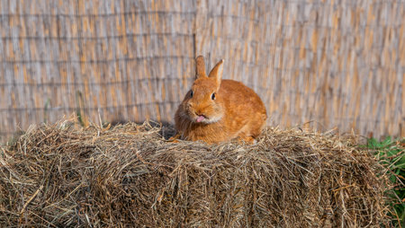 New Zealand red medium sized rabbit sitting on a hay before Easter, looks at the cameraの写真素材