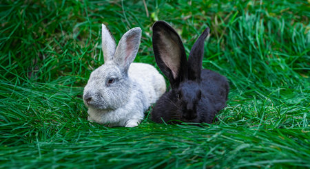 Large Light Silver, Black giant Flanders, medium sized rabbits lie on a green grass, look away