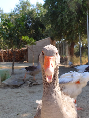 gooseの写真素材