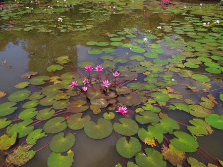 water lilies in a pondの写真素材