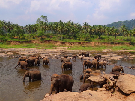 elephants at the watering placesの写真素材