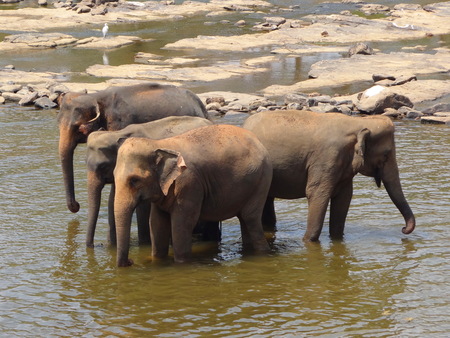 elephants at the watering placesの写真素材