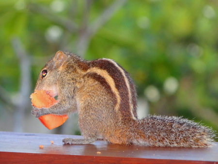 chipmunk