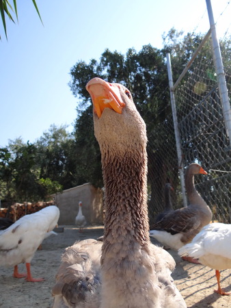 Goose in the poultry yardの写真素材