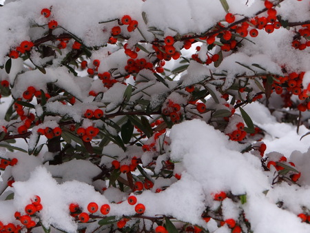 red berry in the snowの写真素材