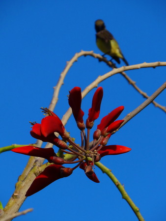 red flower and birdの写真素材