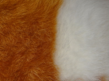 animal furの写真素材