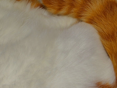 animal furの写真素材