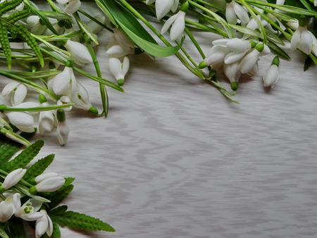 snowdropsの写真素材