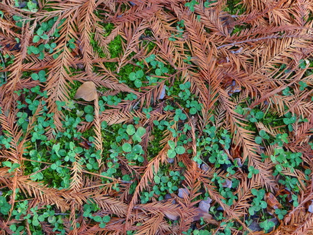 yellow leaves