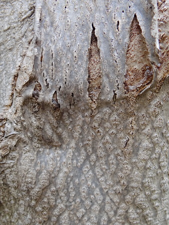 bark