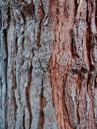 Bark of the treeの写真素材