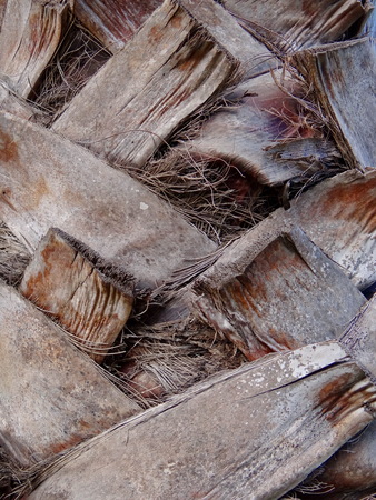 trunk of the palm treeの写真素材