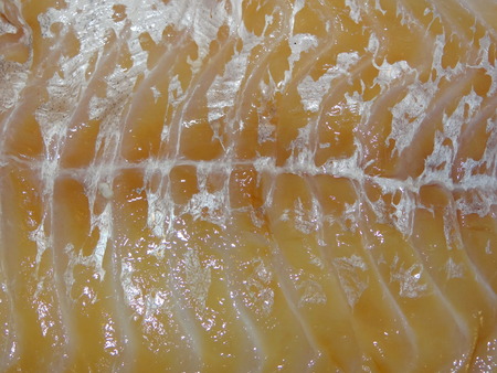 fish filletsの写真素材