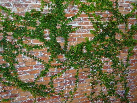 brick wallの写真素材