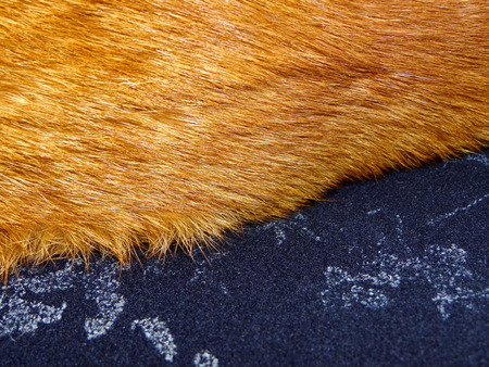 ginger furの写真素材