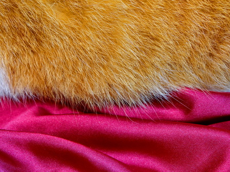 ginger furの写真素材