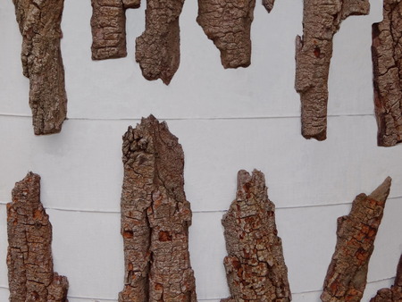 branches of the treeの写真素材