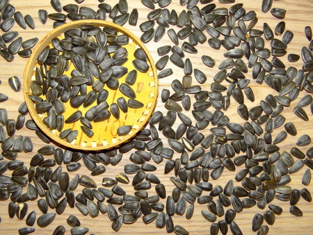 seedsの写真素材