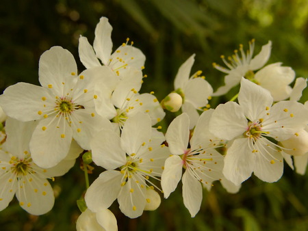 cherry blossomsの写真素材