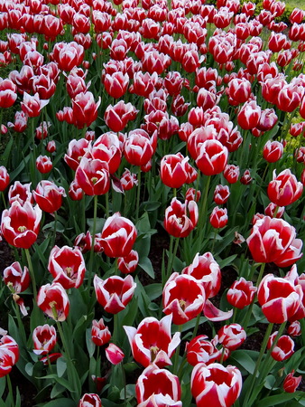 tulipsの写真素材