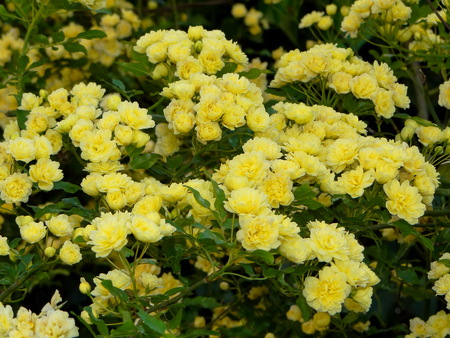 yellow flowersの写真素材