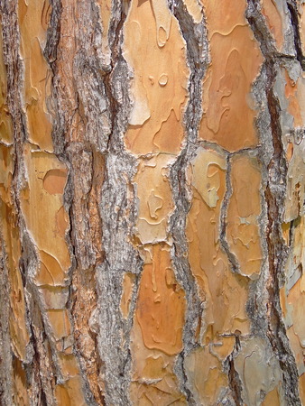 The texture of tree bark
